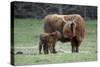 Highland Cow with Calf Calf Seeks Contact from Mother-null-Stretched Canvas