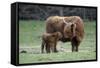Highland Cow with Calf Calf Seeks Contact from Mother-null-Framed Stretched Canvas