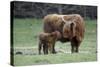 Highland Cow with Calf Calf Seeks Contact from Mother-null-Stretched Canvas