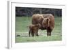 Highland Cow with Calf Calf Seeks Contact from Mother-null-Framed Photographic Print