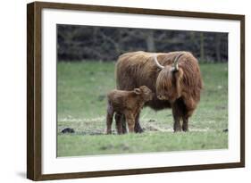 Highland Cow with Calf Calf Seeks Contact from Mother-null-Framed Photographic Print