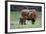 Highland Cow with Calf Calf Seeks Contact from Mother-null-Framed Photographic Print