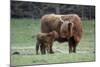 Highland Cow with Calf Calf Seeks Contact from Mother-null-Mounted Photographic Print