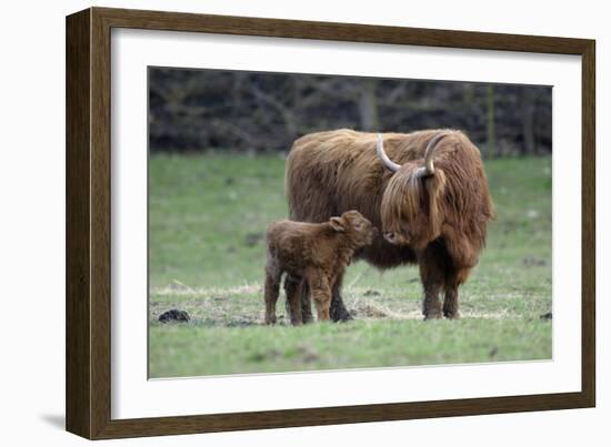 Highland Cow with Calf Calf Seeks Contact from Mother-null-Framed Photographic Print