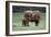 Highland Cow with Calf Calf Seeks Contact from Mother-null-Framed Photographic Print