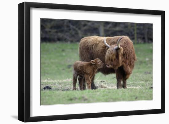 Highland Cow with Calf Calf Seeks Contact from Mother-null-Framed Photographic Print