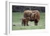 Highland Cow with Calf Calf Seeks Contact from Mother-null-Framed Photographic Print