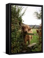 Highland Cow-Tek Image-Framed Stretched Canvas