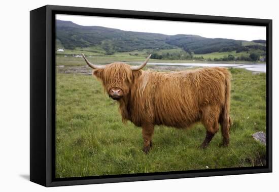 Highland Cow-null-Framed Stretched Canvas