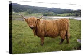 Highland Cow-null-Stretched Canvas