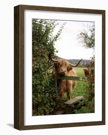 Highland Cow-Tek Image-Framed Photographic Print