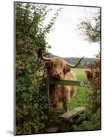 Highland Cow-Tek Image-Mounted Photographic Print