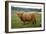 Highland Cow-null-Framed Photographic Print