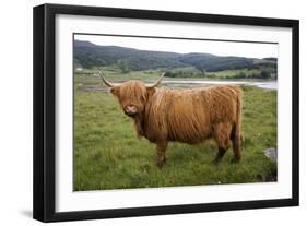 Highland Cow-null-Framed Photographic Print