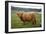 Highland Cow-null-Framed Photographic Print