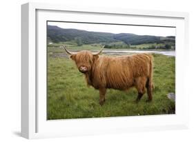 Highland Cow-null-Framed Photographic Print