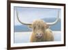 Highland Cow-James Wiens-Framed Photographic Print