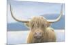 Highland Cow-James Wiens-Mounted Photographic Print