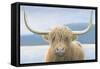 Highland Cow-James Wiens-Framed Stretched Canvas