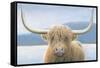 Highland Cow-James Wiens-Framed Stretched Canvas