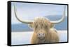 Highland Cow-James Wiens-Framed Stretched Canvas