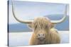 Highland Cow-James Wiens-Stretched Canvas