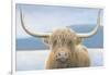 Highland Cow-James Wiens-Framed Photographic Print