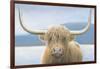 Highland Cow-James Wiens-Framed Photographic Print