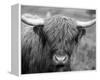 Highland Cow-null-Framed Stretched Canvas