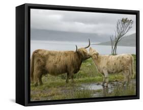 Highland Cows Courting and Grooming, Scotland-Ellen Anon-Framed Stretched Canvas