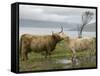 Highland Cows Courting and Grooming, Scotland-Ellen Anon-Framed Stretched Canvas