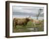 Highland Cows Courting and Grooming, Scotland-Ellen Anon-Framed Photographic Print