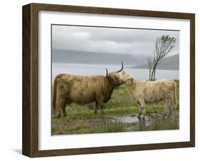 Highland Cows Courting and Grooming, Scotland-Ellen Anon-Framed Photographic Print