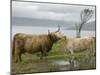 Highland Cows Courting and Grooming, Scotland-Ellen Anon-Mounted Photographic Print