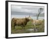 Highland Cows Courting and Grooming, Scotland-Ellen Anon-Framed Photographic Print