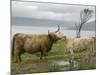 Highland Cows Courting and Grooming, Scotland-Ellen Anon-Mounted Photographic Print