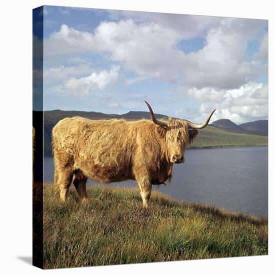 Highland Cows on the Isle of Skye-CM Dixon-Stretched Canvas