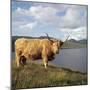 Highland Cows on the Isle of Skye-CM Dixon-Mounted Premium Photographic Print