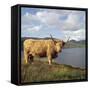 Highland Cows on the Isle of Skye-CM Dixon-Framed Stretched Canvas