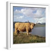 Highland Cows on the Isle of Skye-CM Dixon-Framed Photographic Print