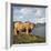 Highland Cows on the Isle of Skye-CM Dixon-Framed Photographic Print