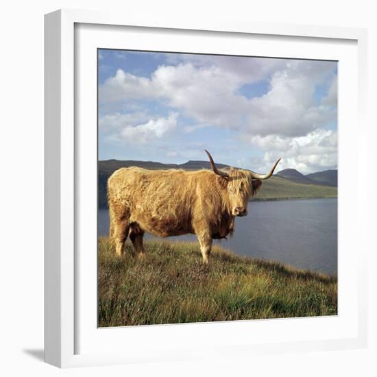 Highland Cows on the Isle of Skye-CM Dixon-Framed Photographic Print