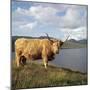 Highland Cows on the Isle of Skye-CM Dixon-Mounted Photographic Print