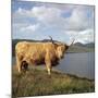 Highland Cows on the Isle of Skye-CM Dixon-Mounted Photographic Print