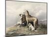 Highland Dogs-Edwin Henry Landseer-Mounted Art Print