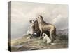 Highland Dogs-Edwin Henry Landseer-Stretched Canvas