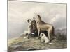 Highland Dogs-Edwin Henry Landseer-Mounted Art Print