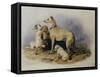 Highland Dogs-Edwin Henry Landseer-Framed Stretched Canvas