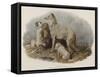 Highland Dogs-Edwin Landseer-Framed Stretched Canvas