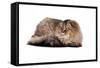 Highland Folt Cat-Fabio Petroni-Framed Stretched Canvas